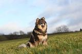 CHIEN FINNOIS DE LAPONIE 274
